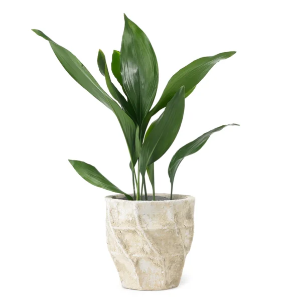 Planta decorativa