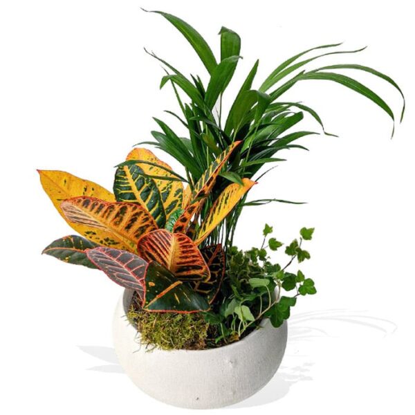 Planta de jardín