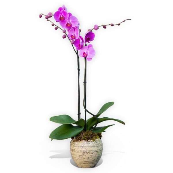Plantita