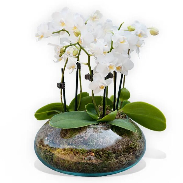 Orquidea