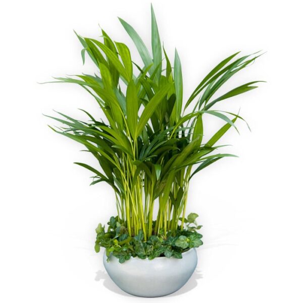 Planta