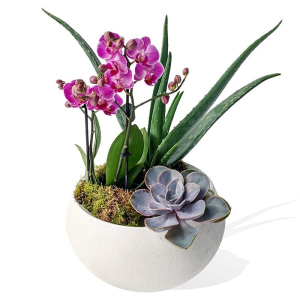 Planta de hojas rojas
